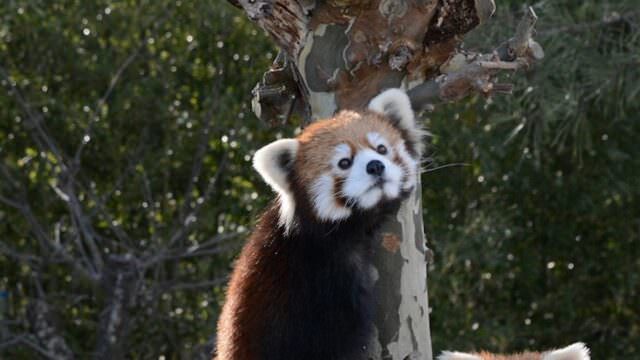 06大森山動物園-640x360